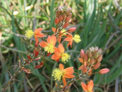 Bulbine frutescens cv. Hallmark