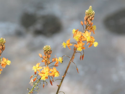 Bulbine frutescens cv. Hallmark