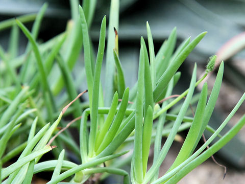 Bulbine frutescens