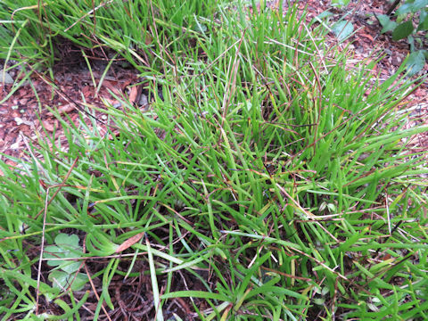 Bulbine frutescens