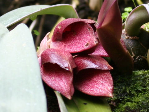 Bulbophyllum hashimotoi