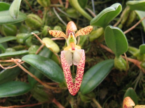 Bulbophyllum lasiochilum