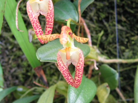 Bulbophyllum lasiochilum