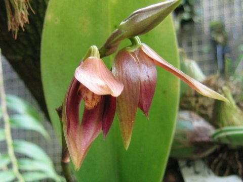 Bulbophyllum mandibulare