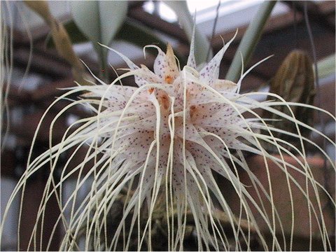 Bulbophyllum medusae