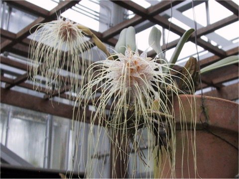 Bulbophyllum medusae