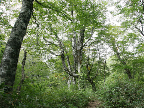 Fagus crenata