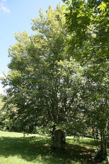 Fagus crenata