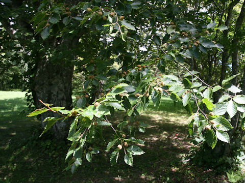 Fagus crenata