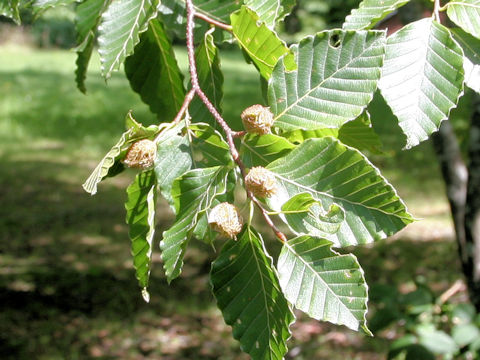 Fagus crenata