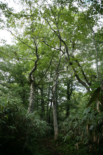 Fagus crenata
