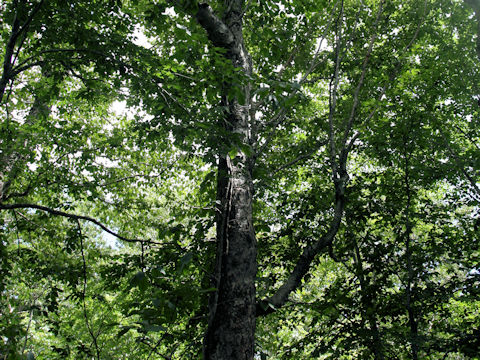 Fagus crenata