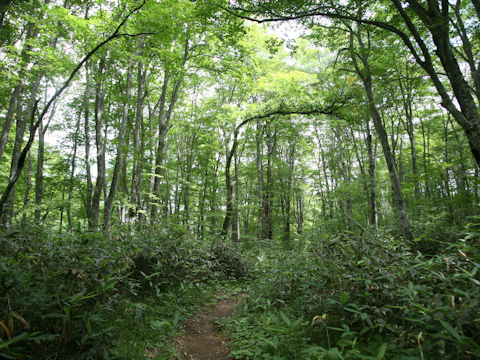 Fagus crenata