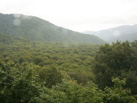 Fagus crenata