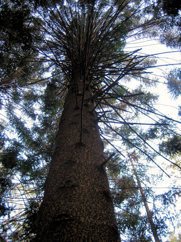 Araucaria bidwillii