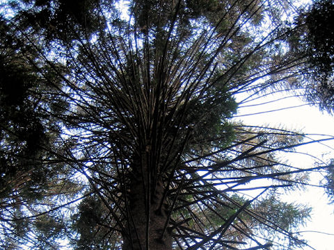 Araucaria bidwillii