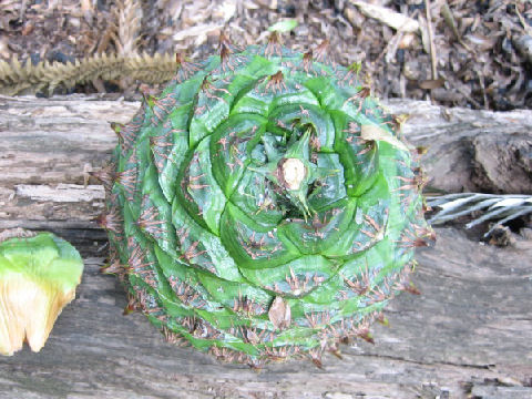 Araucaria bidwillii