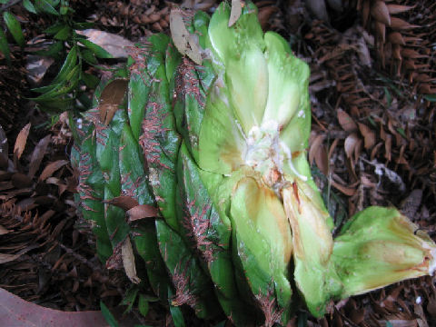 Araucaria bidwillii