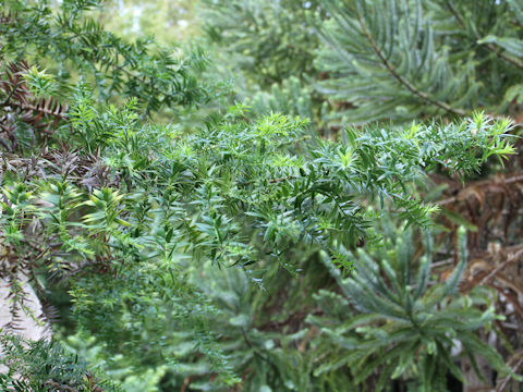 Araucaria bidwillii