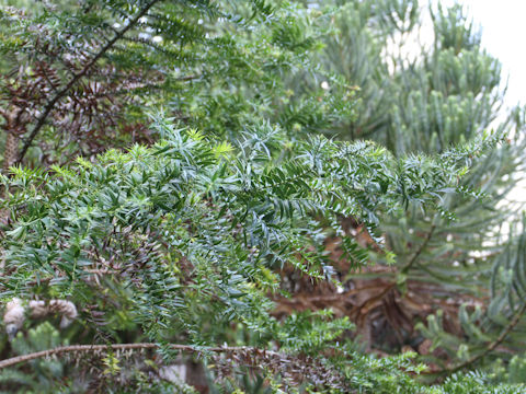 Araucaria bidwillii