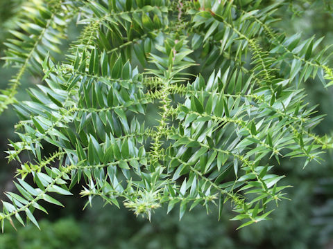 Araucaria bidwillii