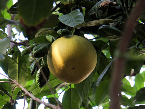 Citrus grandis