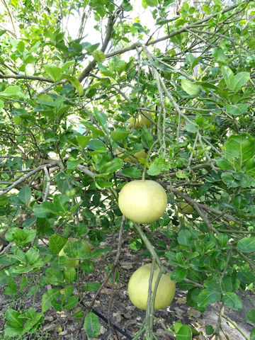 Citrus grandis