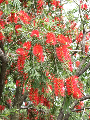 Callistemon speciosus