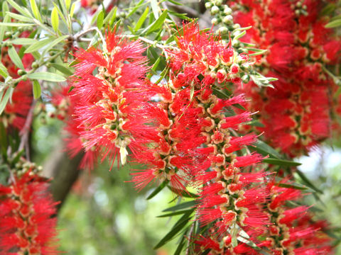 Callistemon speciosus