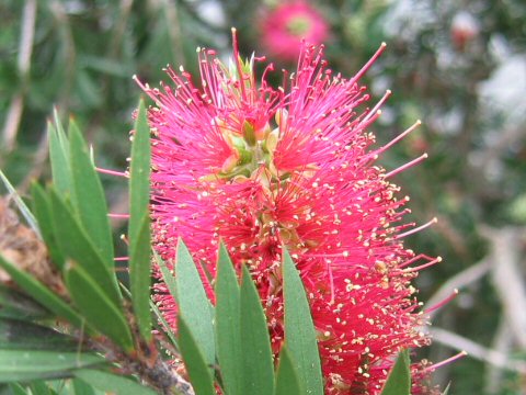 Callistemon speciosus