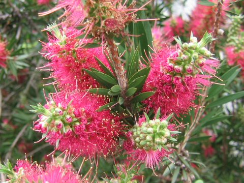 Callistemon speciosus