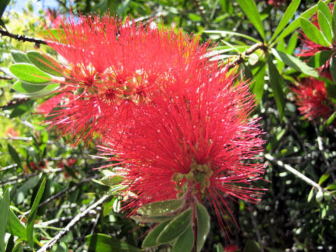 Callistemon speciosus