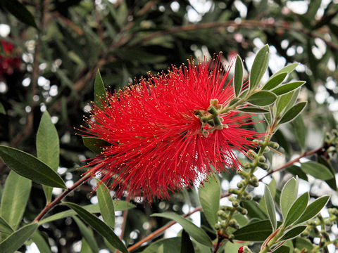 Callistemon speciosus