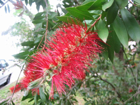 Callistemon speciosus