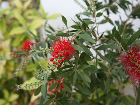 Callistemon speciosus