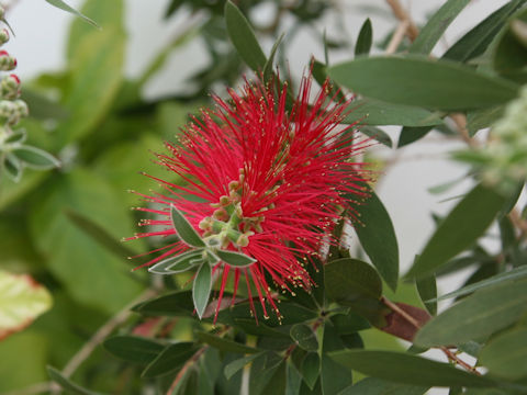 Callistemon speciosus