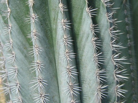 Pachycereus pringlei