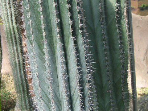 Pachycereus pringlei