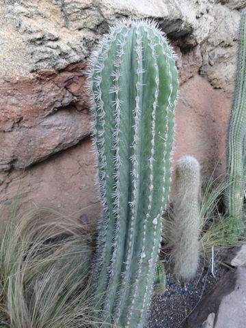 Pachycereus pringlei