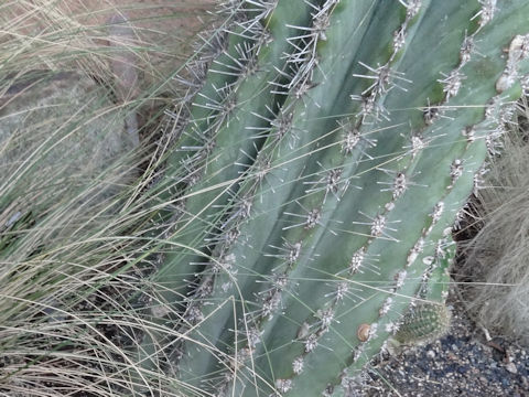 Pachycereus pringlei