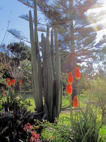 Pachycereus pringlei