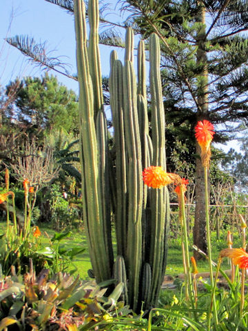 Pachycereus pringlei