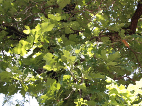 Quercus macrocarpa