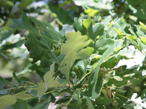 Quercus macrocarpa