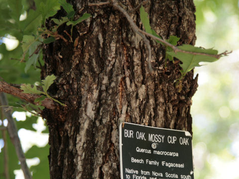 Quercus macrocarpa