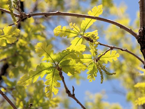 Quercus macrocarpa