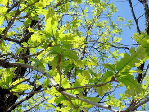 Quercus macrocarpa