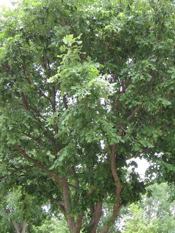 Quercus macrocarpa