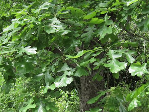 Quercus macrocarpa