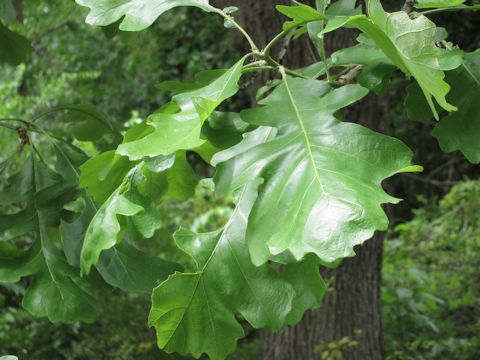 Quercus macrocarpa